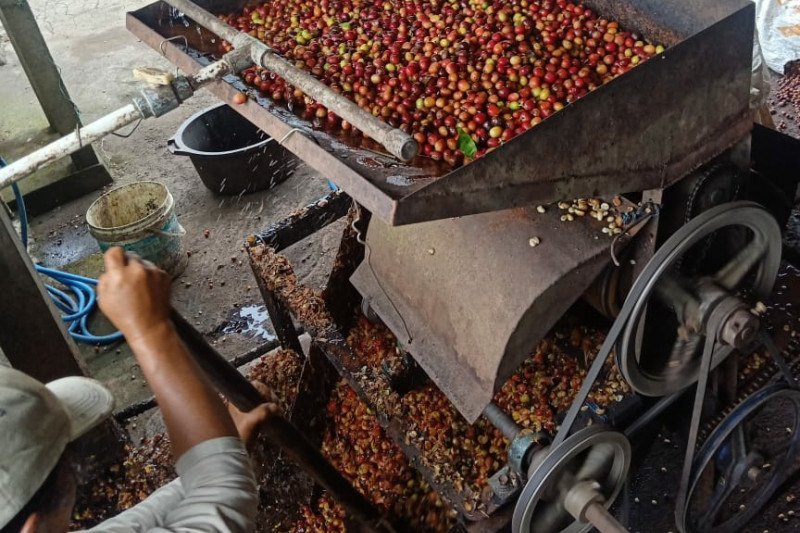 Warga Desa Lindih-Bangli Kelola Kopi Arabika Langkan saat Pandemi