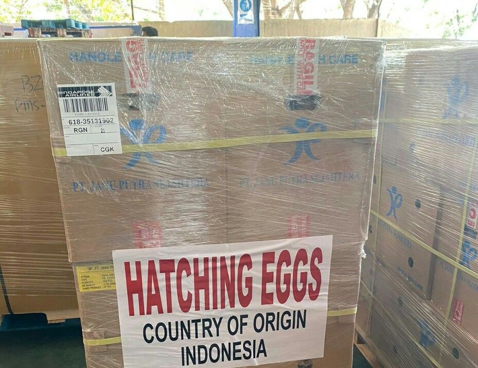 podiumnews.com-Indonesia Tambah Pasar Ekspor Telur Tetas ke Myanmar