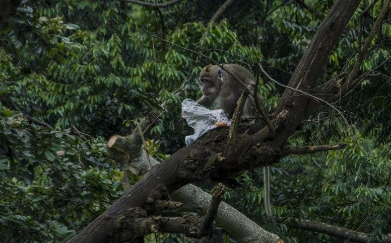 podiumnews.com-Pemulihan Hijau Jadi Harapan untuk Masalah Iklim Dunia