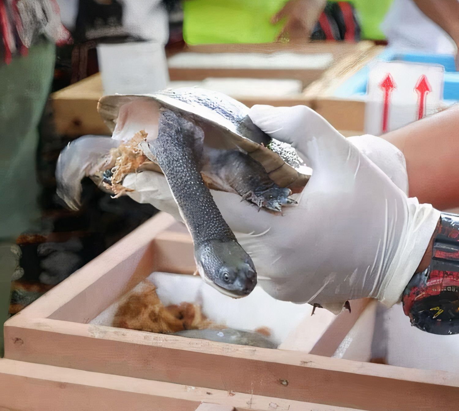 podiumnews.com-Garuda Fasilitasi Repatriasi Satwa Endemik ke Habitat Asal