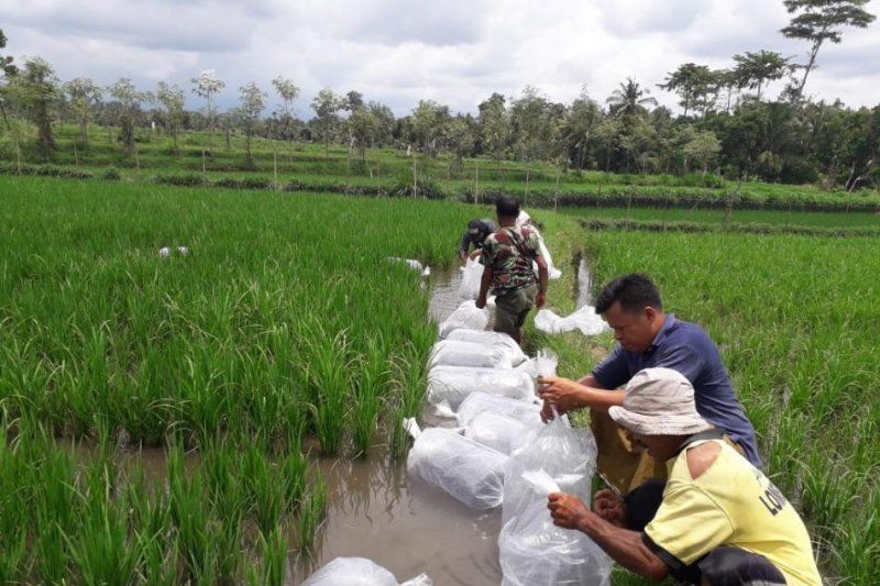 Petani Buleleng Kembangkan Mina-Padi Tingkatkan Produktivitas