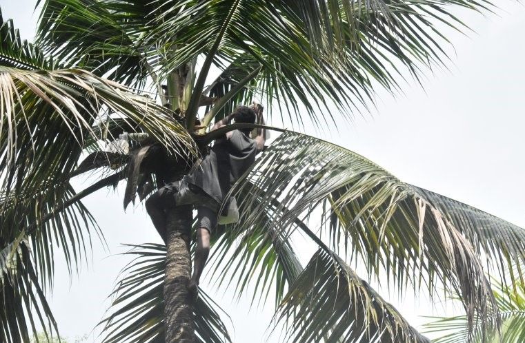 podiumnews.com-Antara Kopra dan Sopi di Negeri Nuruwe