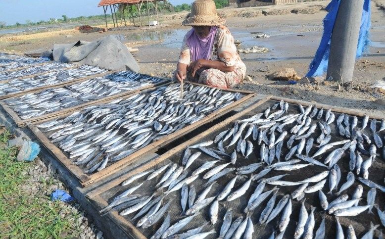 podiumnews.com-KKP Dorong Peningkatan Mutu Ikan Sarden di Forum Internasional