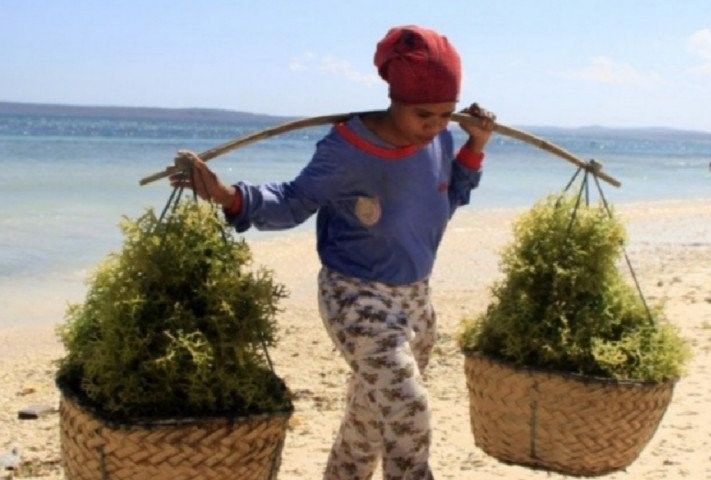 podiumnews.com-Produksi Rumput Laut di NTT Capai 1,8 Juta Ton Per Tahun 