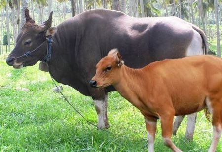 podiumnews.com-Undiksha Siap Kembangkan Sapi Bali Lewat MoU "Triple Helix"