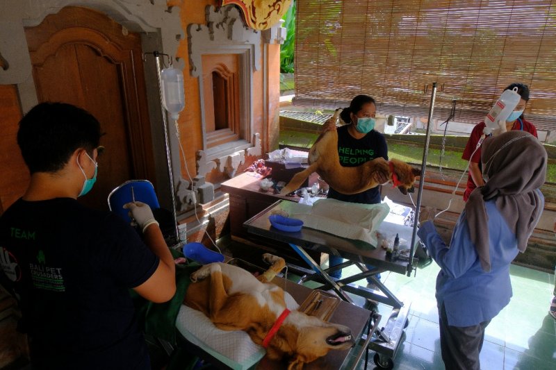 Pemkot Denpasar Target 80 Persen Anjing Peroleh Vaksin Rabies