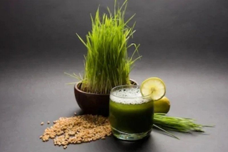 podiumnews.com-Manfaat Minum Jus Rumput Gandum Setiap pagi
