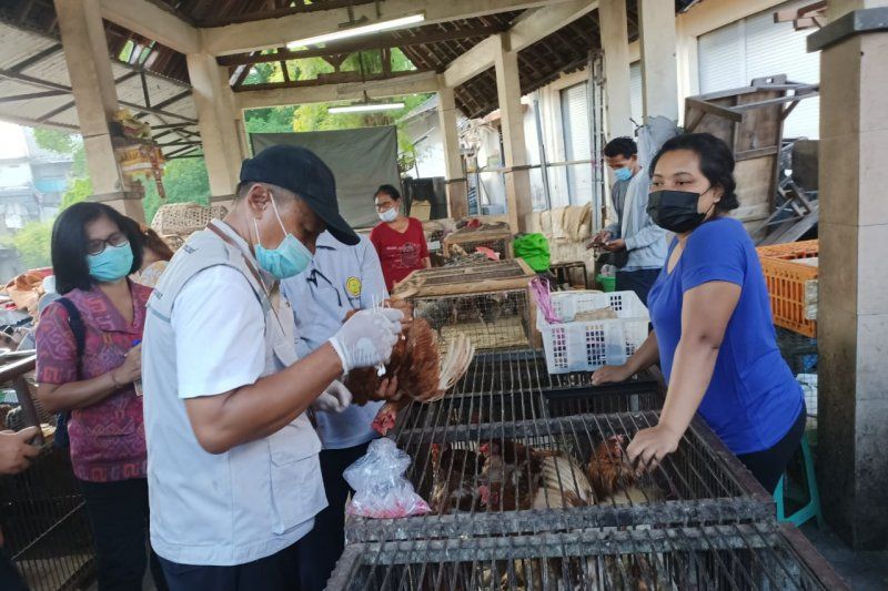 podiumnews.com-Pemkot Denpasar Cek Unggas di Pasar Antisipasi Penularan Virus AI