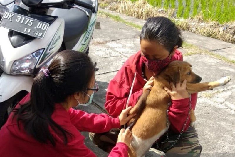 podiumnews.com-Distan Denpasar Lakukan Vaksinasi Rabies Secara Berkelanjutan