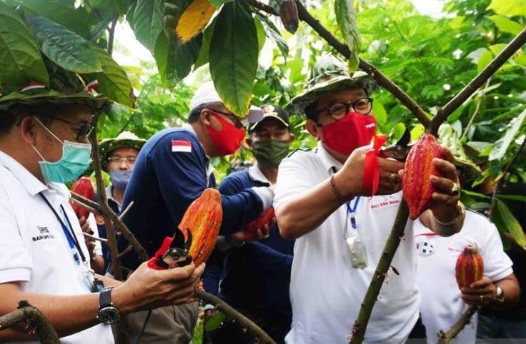 podiumnews.com-BI Bali Dorong Kakao Jembrana Jadi Komoditas Ekspor Primadona