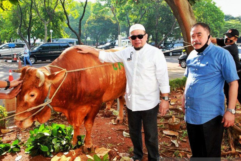 podiumnews.com-Harga Sapi Potong Melonjak, DPD Minta Pemerintah Sigap