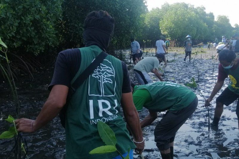 podiumnews.com-Membangun Kembali Eco-Wisata Mangrove di Bali