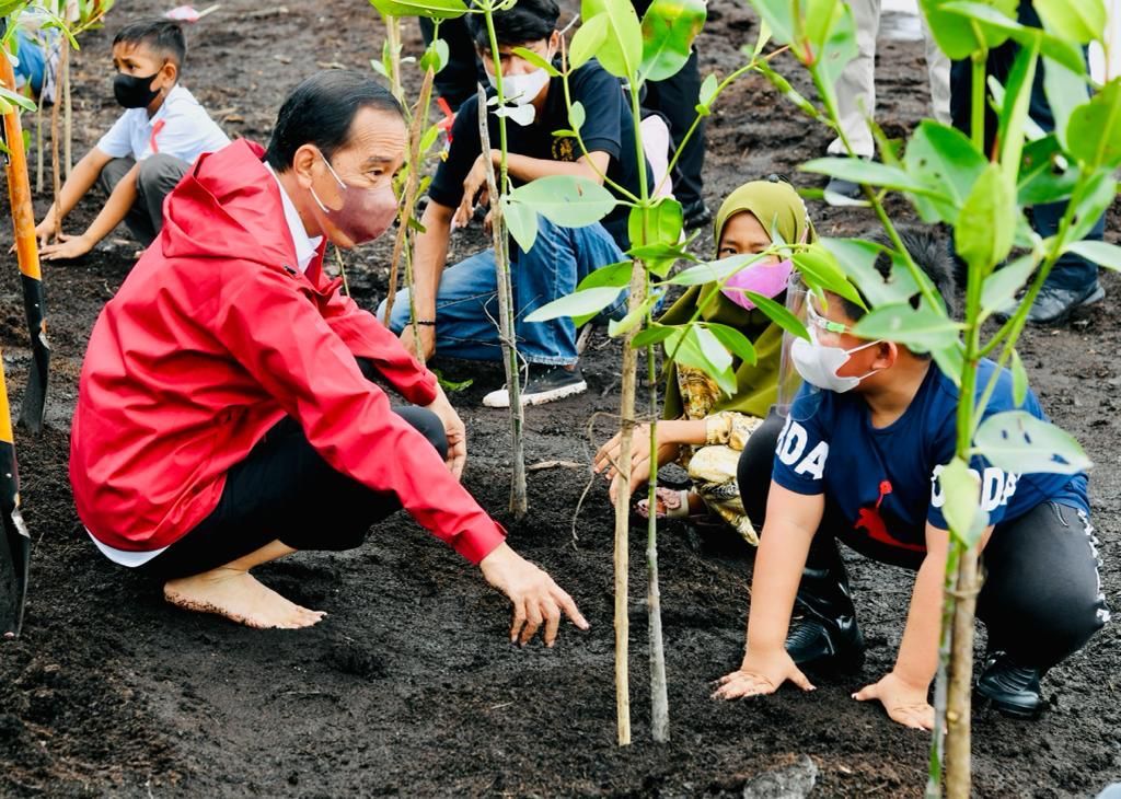 podiumnews.com-Jokowi Tanam Mangrove Bersama Masyarakat Bengkalis 
