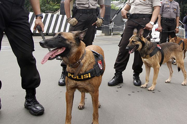 podiumnews.com-Virolog: Anjing Pelacak Belum Teruji Bisa Deteksi COVID-19