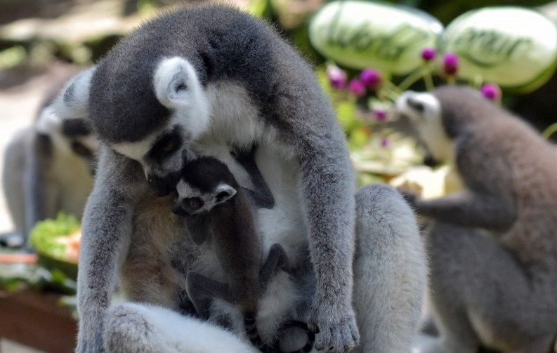 podiumnews.com-Pandemi Jadi "Jeda" untuk Revitalisasi Wisata Bali