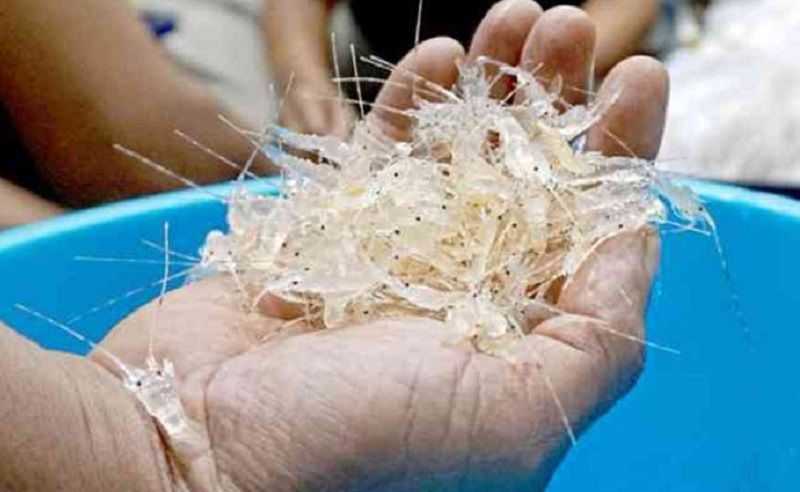 podiumnews.com-KKP Menangkan Gugatan Terkait Ekspor BBL