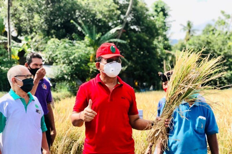 Buleleng Panen Perdana Padi Varietas M70D