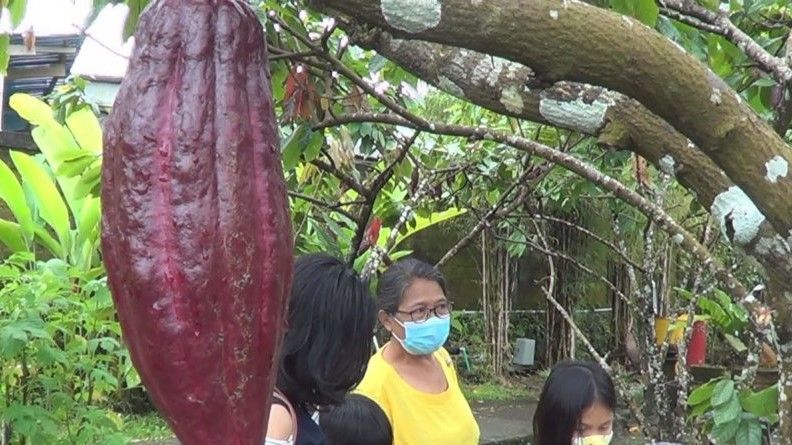 podiumnews.com-"Desa Cokelat Bali" Jadi Wisata Baru di Tabanan