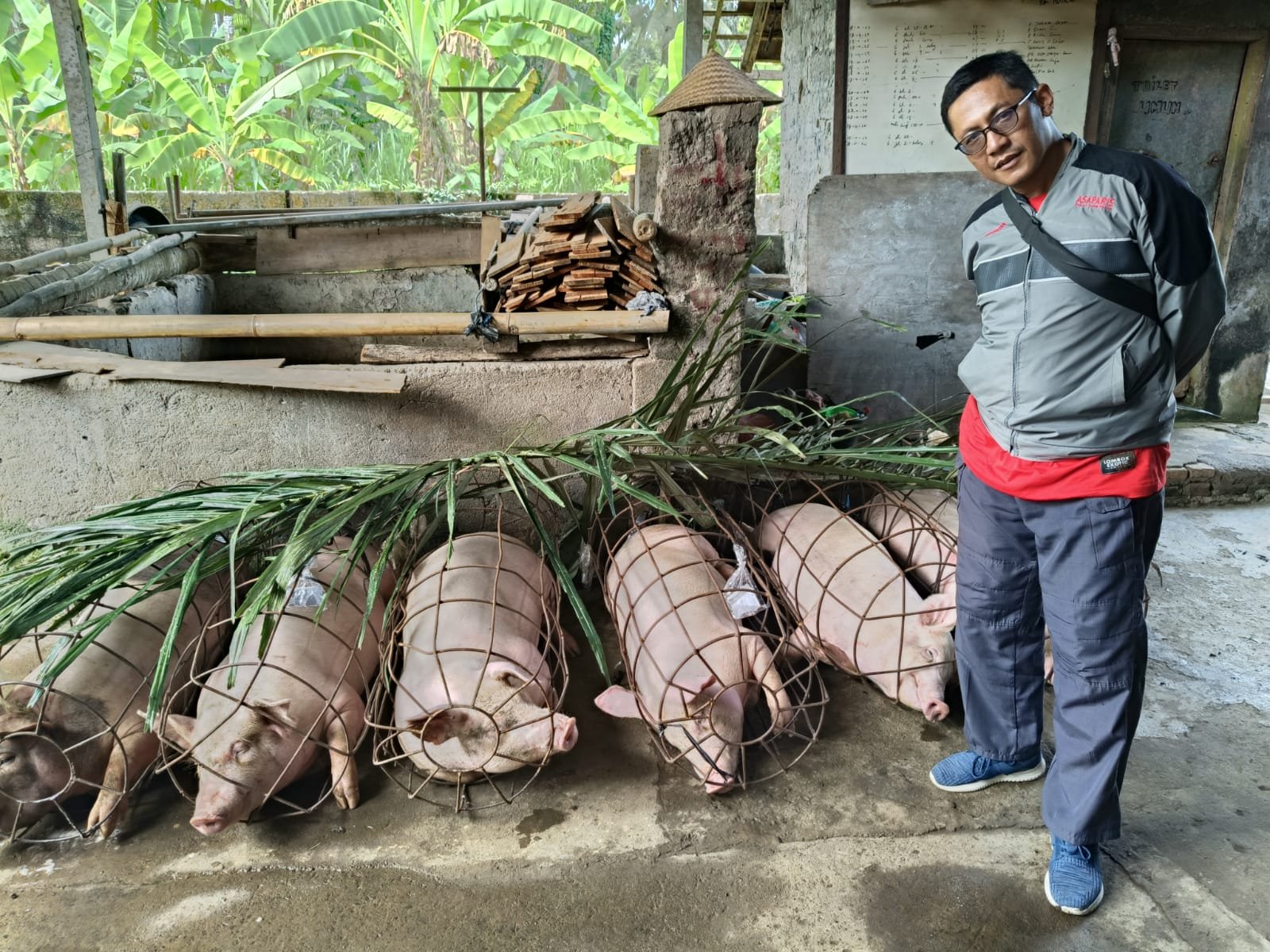 podiumnews.com-Disperpa Badung Pastikan Keamanan Daging Babi Jelang Galungan
