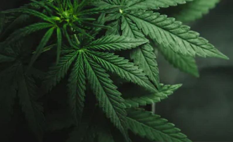 podiumnews.com-Penetapan Ganja Jadi Tanaman Obat Dinilai Bukan Kewenangan Kementan