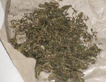 podiumnews.com-Seorang Pelajar di Denpasar Ditangkap Kedapatan Miliki Ganja