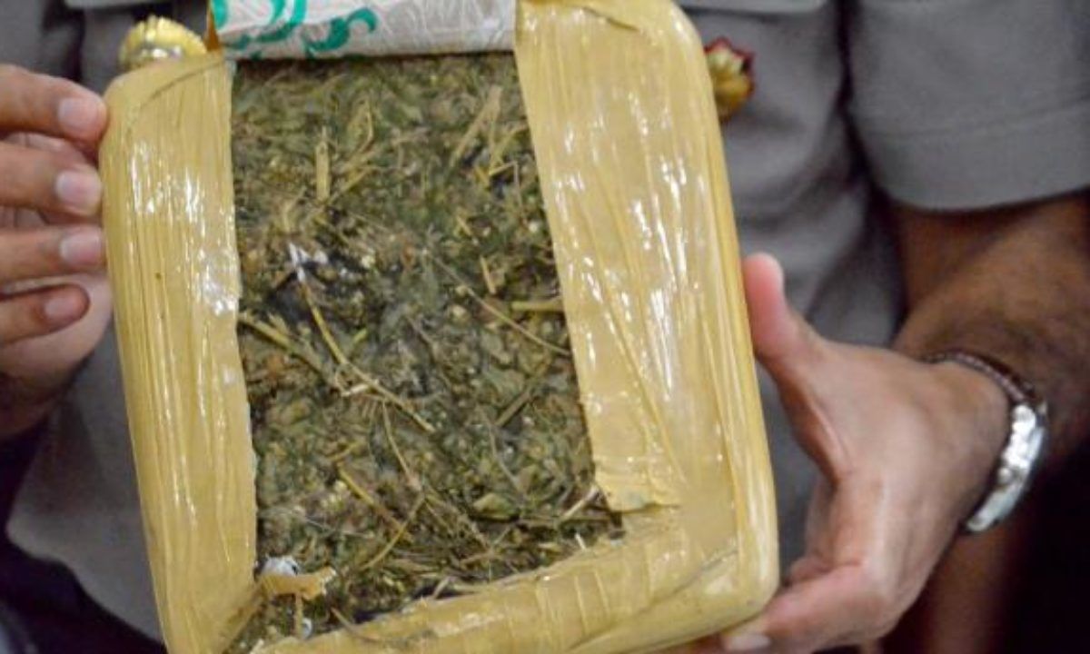 podiumnews.com-Polres Denpasar Amankan 30 Kilo Ganja Kering dari Dua Tersangka