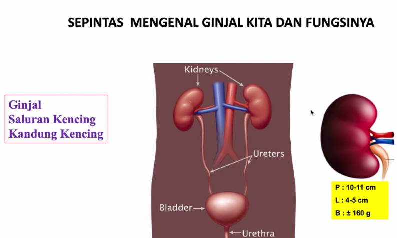 podiumnews.com-Awas Hipertensi dan Diabetes Penyebab Umum Gagal Ginjal