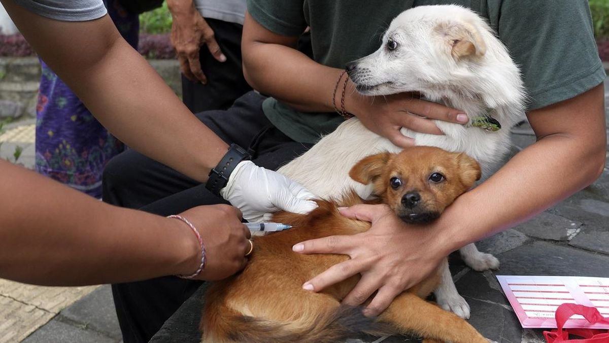 Pemprov Bali Gencar Vaksinasi Cegah Rabies