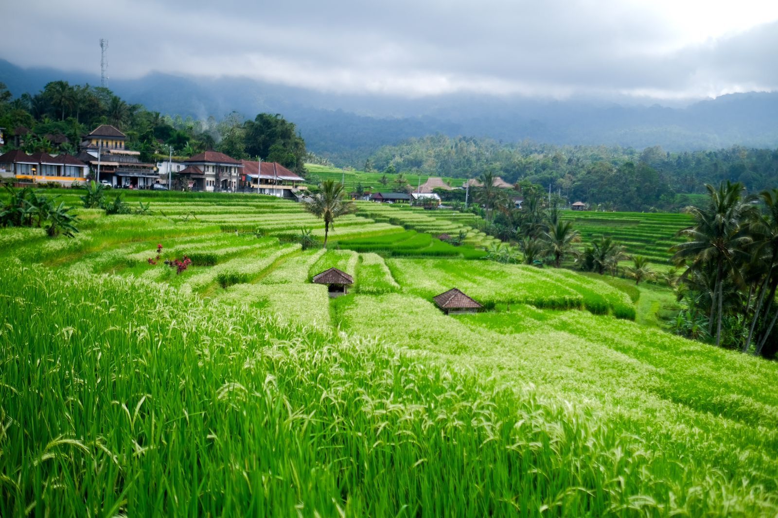 podiumnews.com-Peserta KTT WWF Diberi Kenangan Tentang Bali