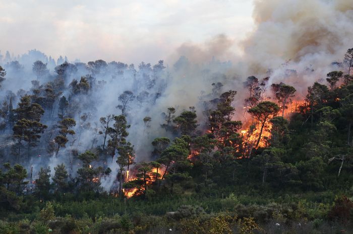 Kepala BNPB Apresiasi Gakkum LHK Jerat Korporasi Penyebab Karhutla