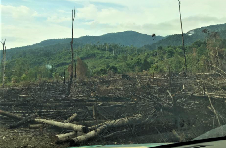 podiumnews.com-Perlu Pengawasan Paralel Atasi Pembalakan Liar