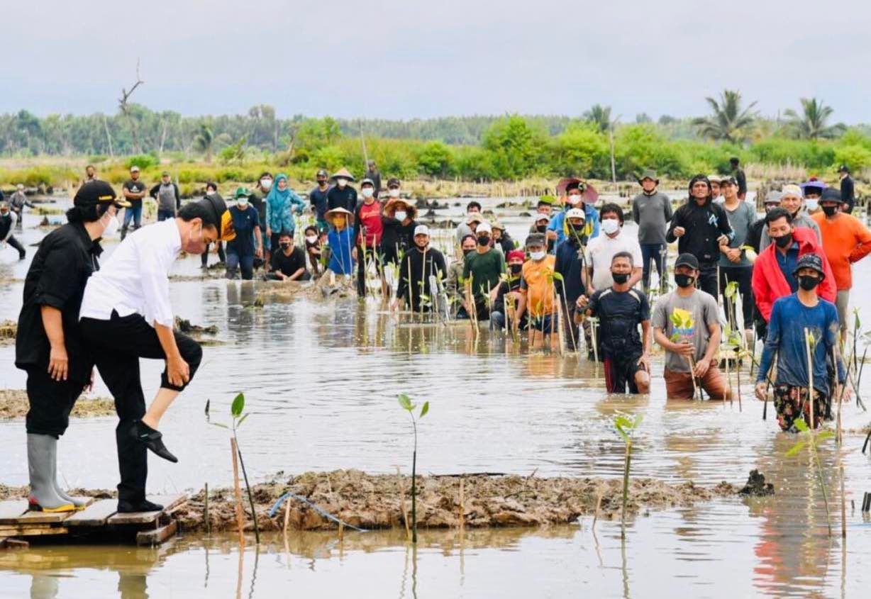 podiumnews.com-Jokowi Tanam Mangrove Bersama Dubes dan Masyarakat di Tana Tidung