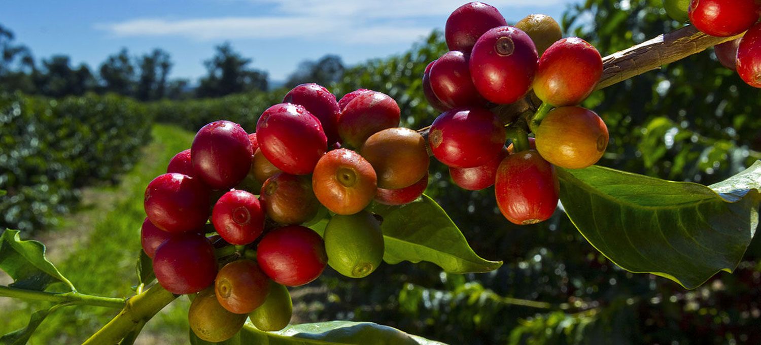 podiumnews.com-Dialog Perkuat Eksistensi Kopi Indonesia di Chicago