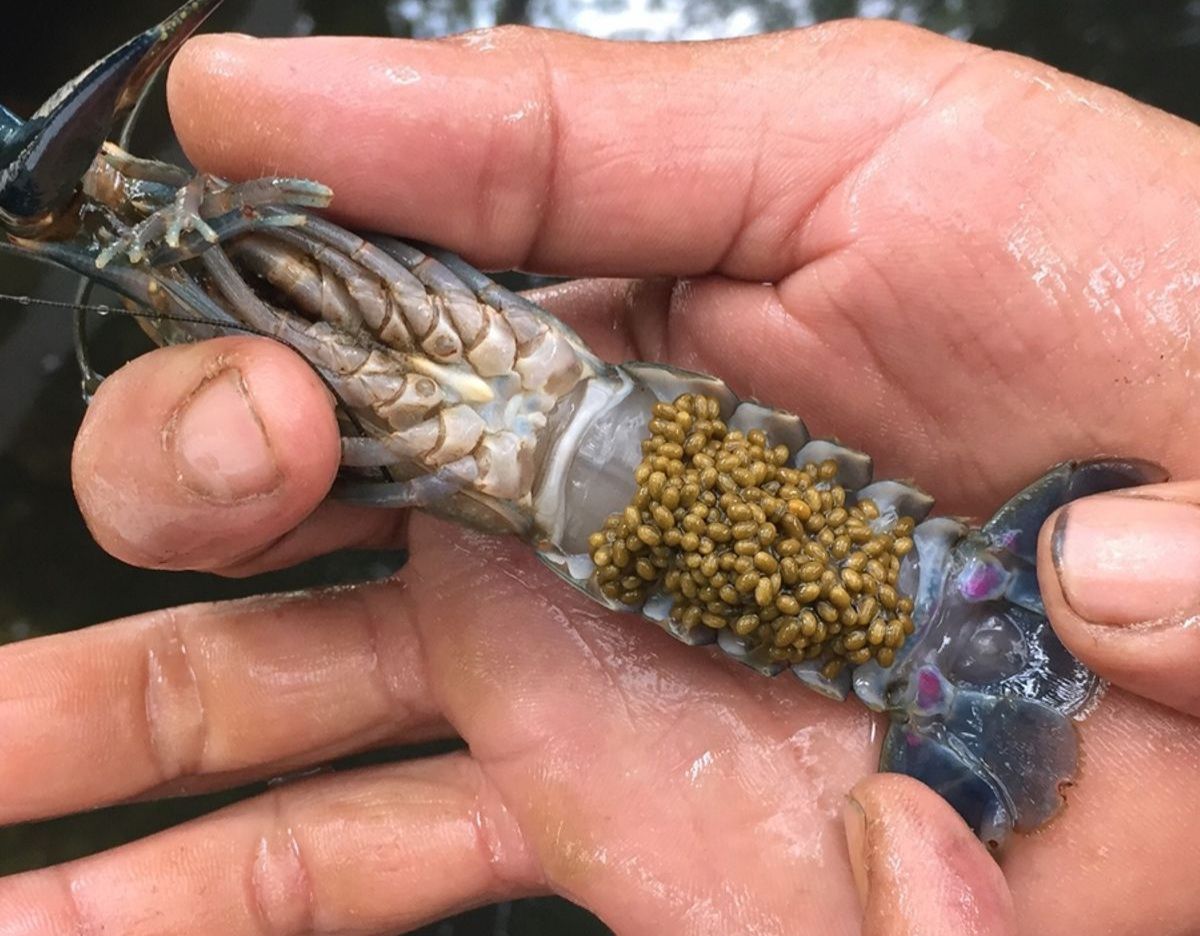 podiumnews.com-Budidaya Lobster Air Tawar di Rumah Yuk!