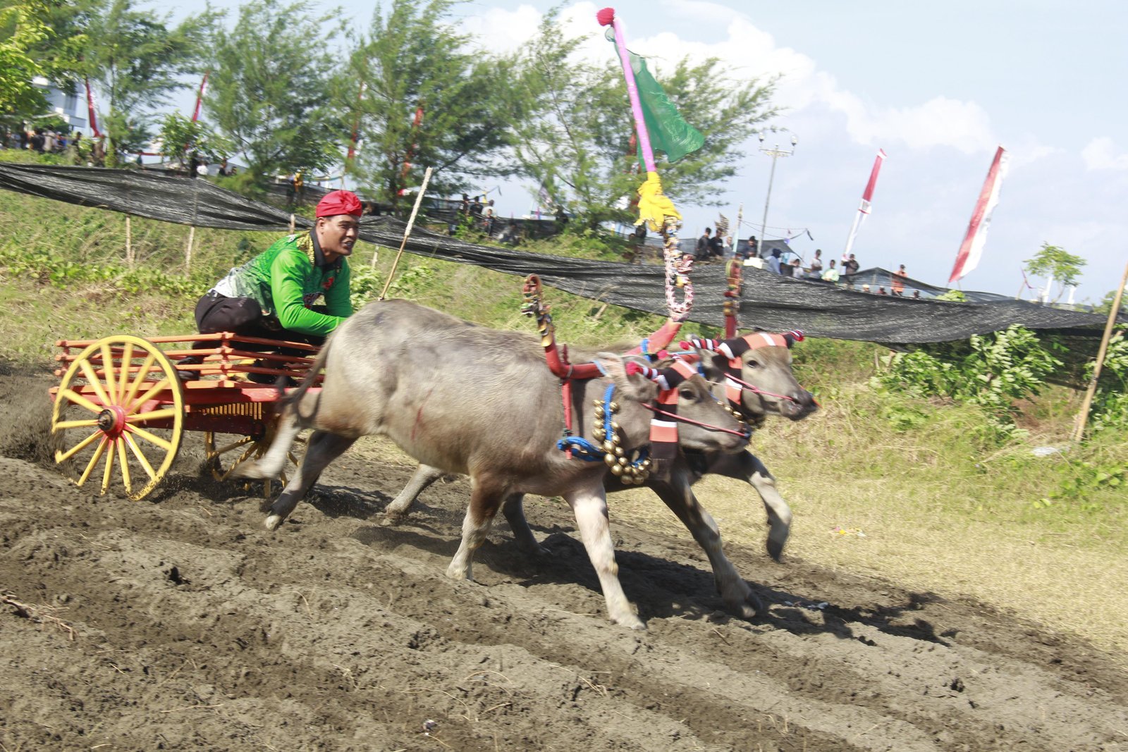 Polda Bali Gelar Lomba Makepung Kapolda Cup