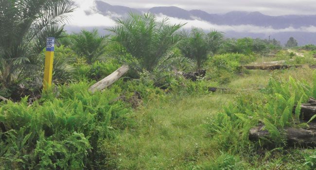 podiumnews.com-BPN Perlu Cek Implementasi HGU ke Investor Sesuai Aturan Tata Ruang