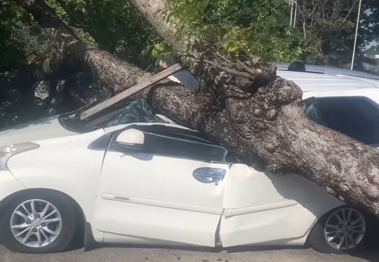 Tiga Mobil Tertimpa Pohon Tumbang di Pura Petitenget