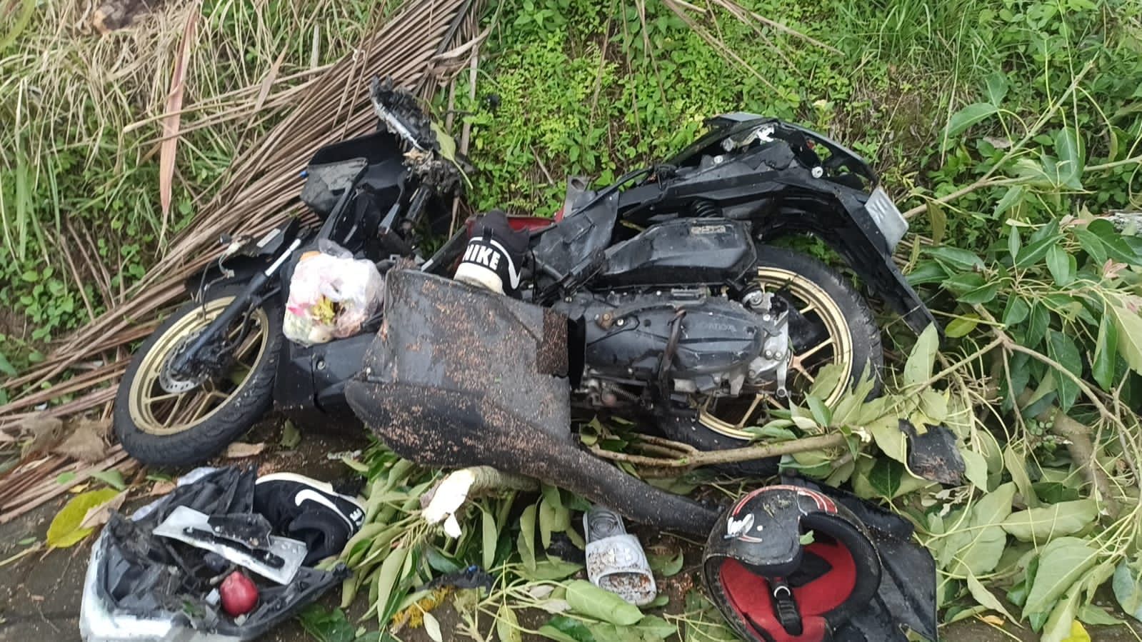 Di Pelaga, Pemotor Tewas Tertimpa Pohon 