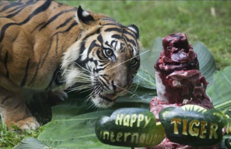 podiumnews.com-Bali Zoo Rayakan "International Tiger Day"