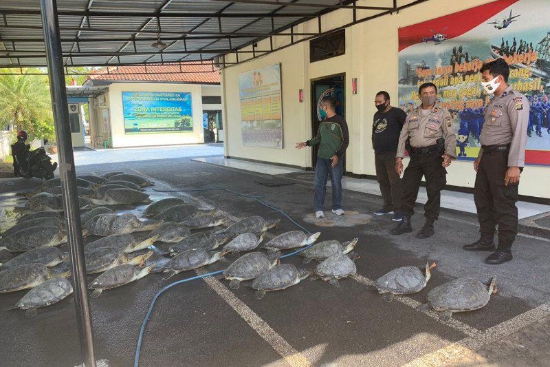 podiumnews.com-Polisi Tangkap Penyelundup 36 Ekor Penyu Hijau di Bali