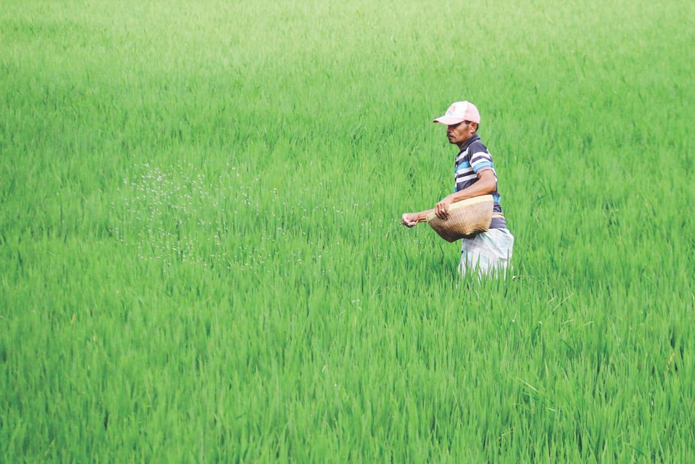 podiumnews.com-Harga Pupuk Awal Tahun Naik, Jadi Kado Pahit Bagi Petani
