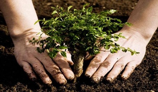 podiumnews.com-Politik Hijau Bisa Jadi Opsi Berdemokrasi Rakyat Kebanyakan