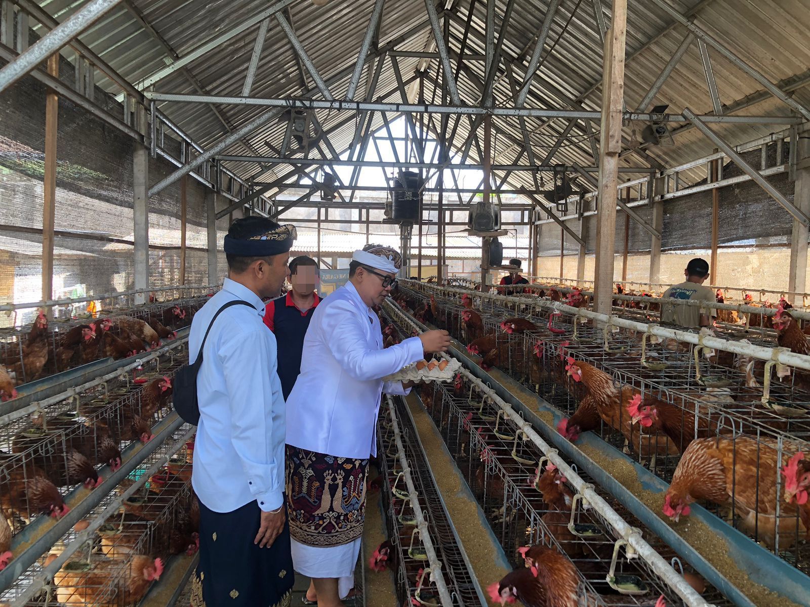 podiumnews.com-Rutan Negara Panen 463 Telur Ayam, Warga Binaan Ikut Terlibat