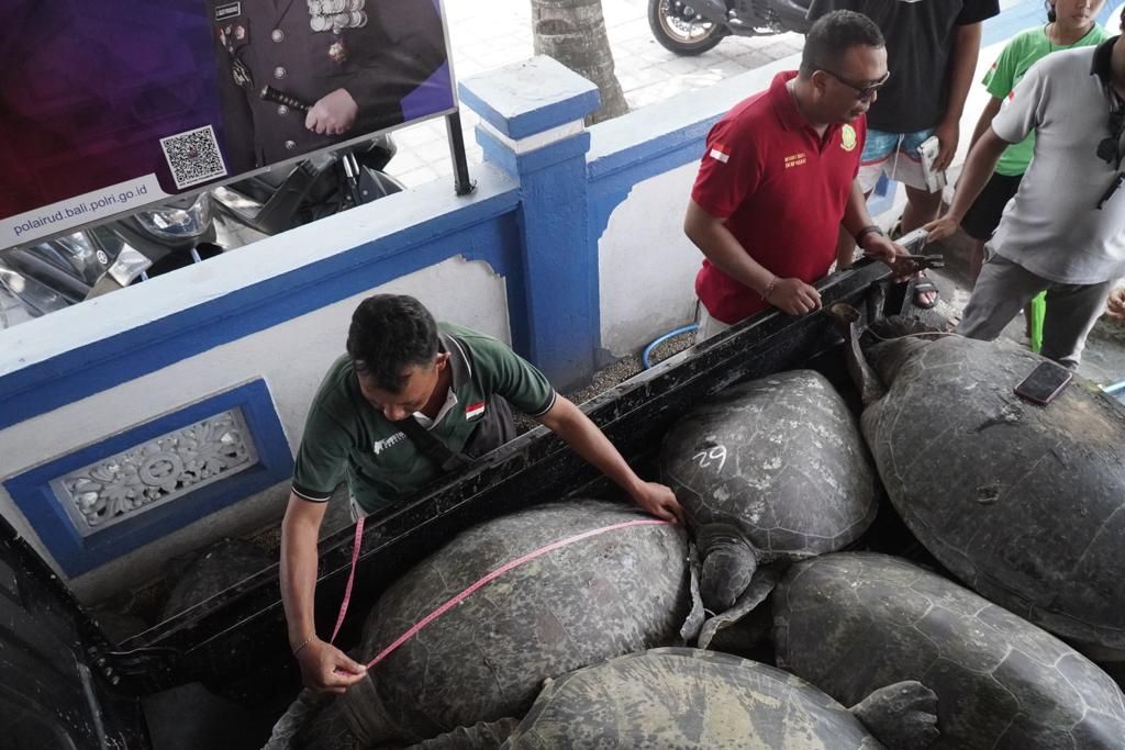 podiumnews.com-Selundup 11 Penyu di Gilimanuk Digagalkan