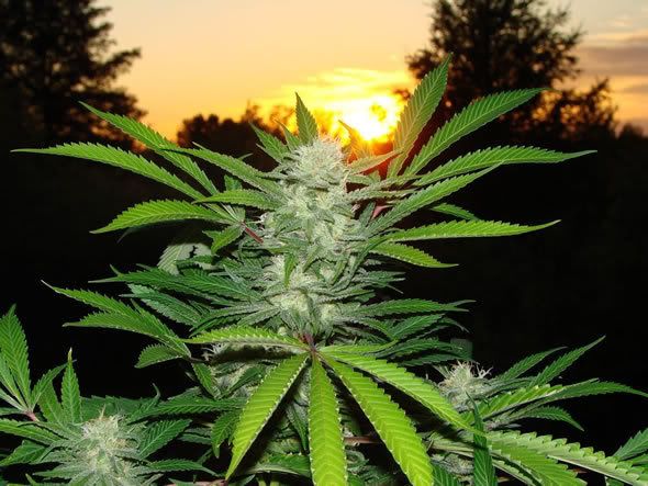 Kementan Cabut Penetapan Ganja Sebagai Tanaman Obat