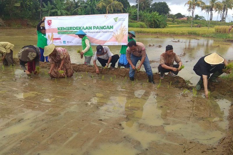 podiumnews.com-Dompet Dhuafa Siapkan Penanaman 1.000 Hektare Sawah Produktif
