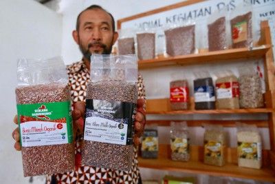 Tembus Pasar Eropa, Beras Organik Banyuwangi Diminati Amerika dan China
