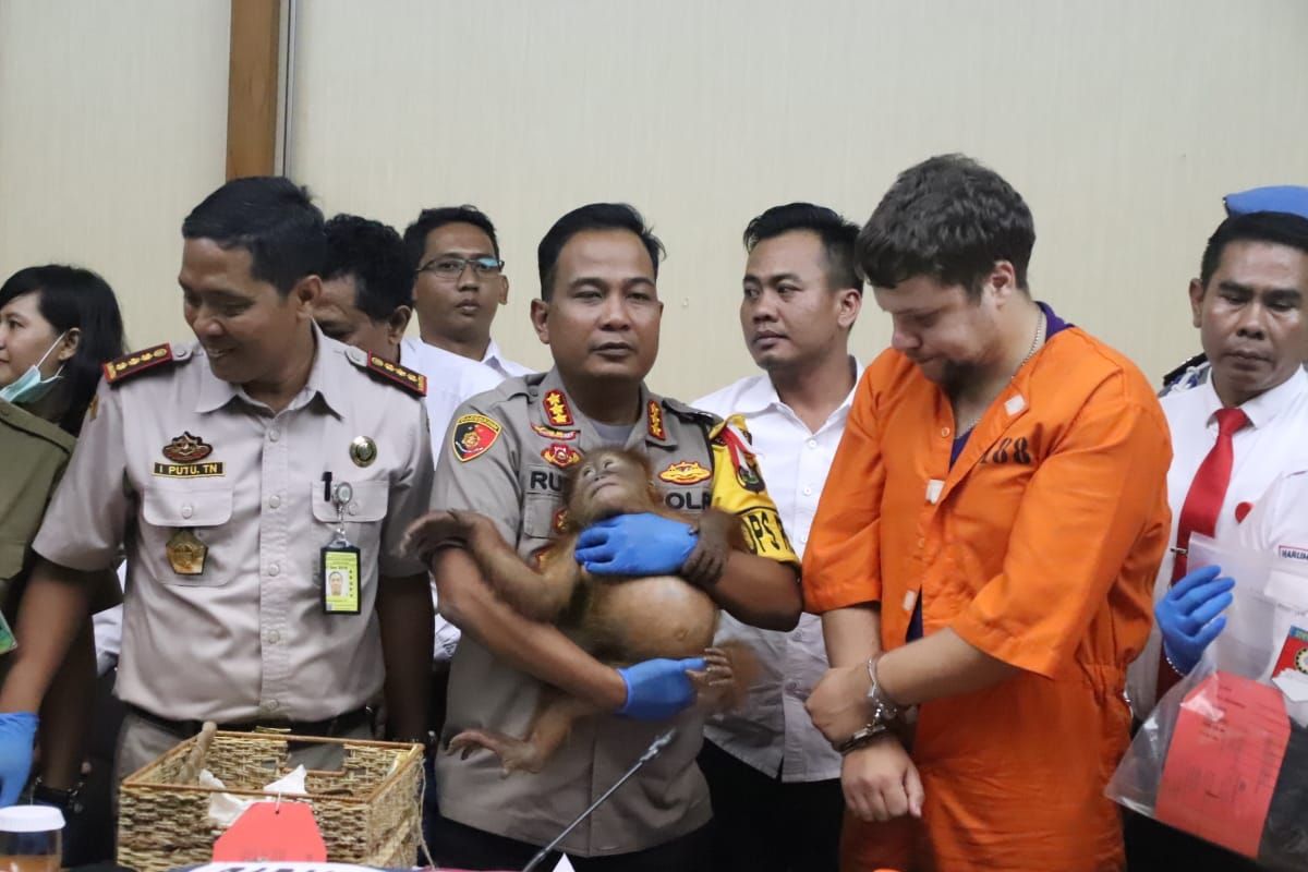 Warga Rusia Ini Selundupkan Anak Orang Utan untuk Dijual di Negaranya