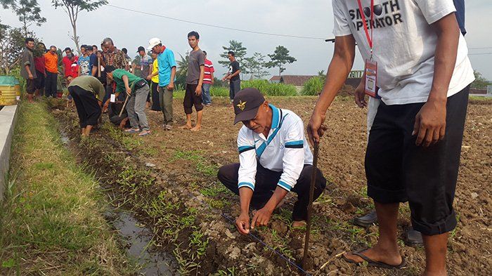 Permintaan Tinggi, Bali Disarankan Tanam Jeruk Keprok